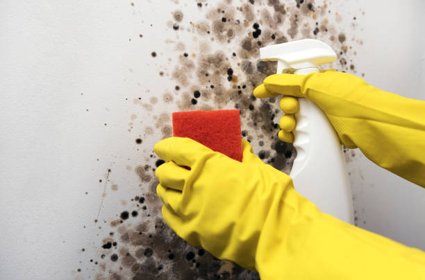 Best Bathroom Mold Remediation in Bnchard, LA